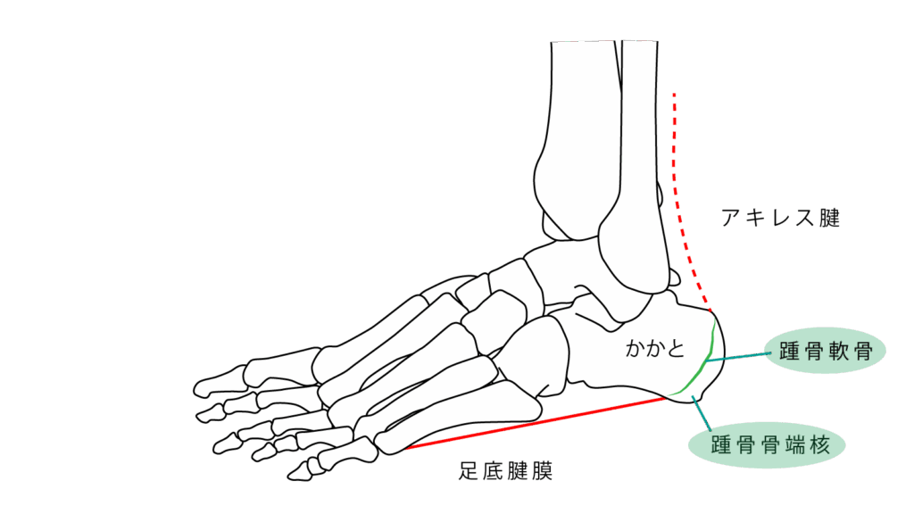 大田区子供のかかと外来